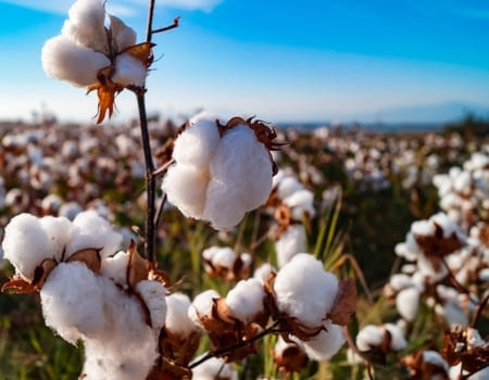 Guida al cotone: tutto quello che c'è da sapere sulla fibra più utilizzata al mondo - Guida al cotone: tutto quello che c'è da sapere sulla fibra più utilizzata al mondo
